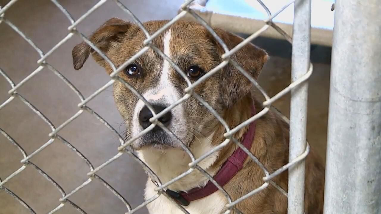 Construction on Texarkana animal shelter almost complete
